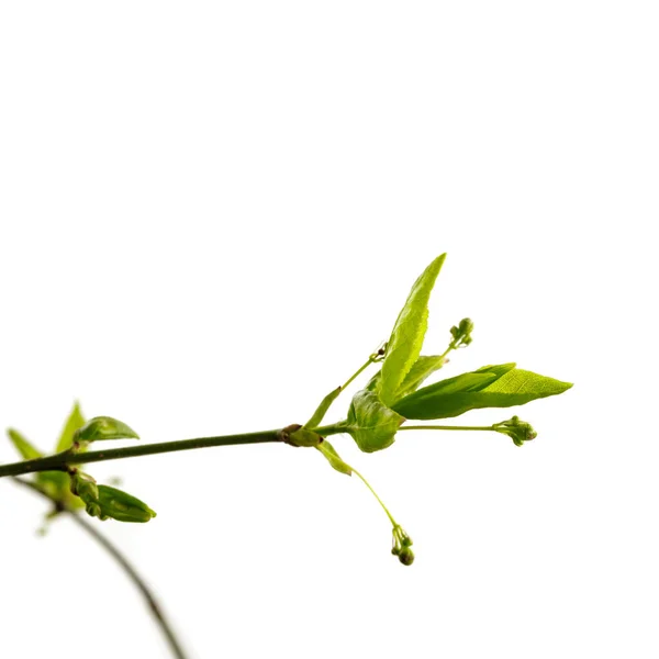 白い背景に孤立した葉や芽 成長している芽 マクロ — ストック写真