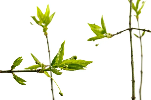 Leaves Buds Isolated White Background Growing Buds Springtime Macro — Stock Photo, Image