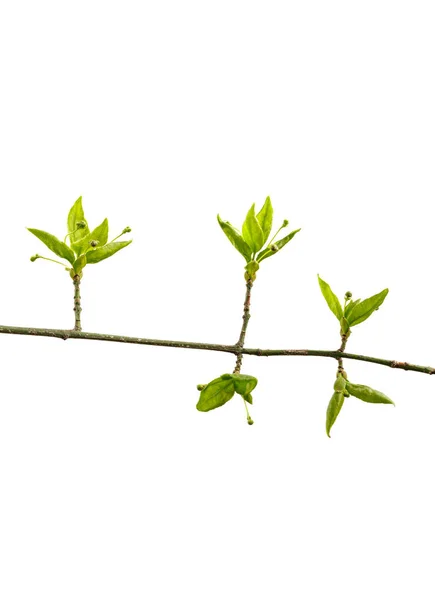 Feuilles Bourgeons Isolés Sur Fond Blanc Des Bourgeons Qui Poussent — Photo