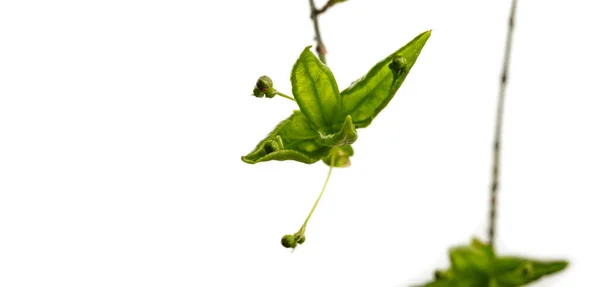 Folhas Botões Isolados Fundo Branco Cultivar Botões Primavera Macro — Fotografia de Stock