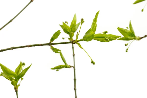 叶和芽在明亮的背景上被隔离 生长的芽 春天的时候 — 图库照片