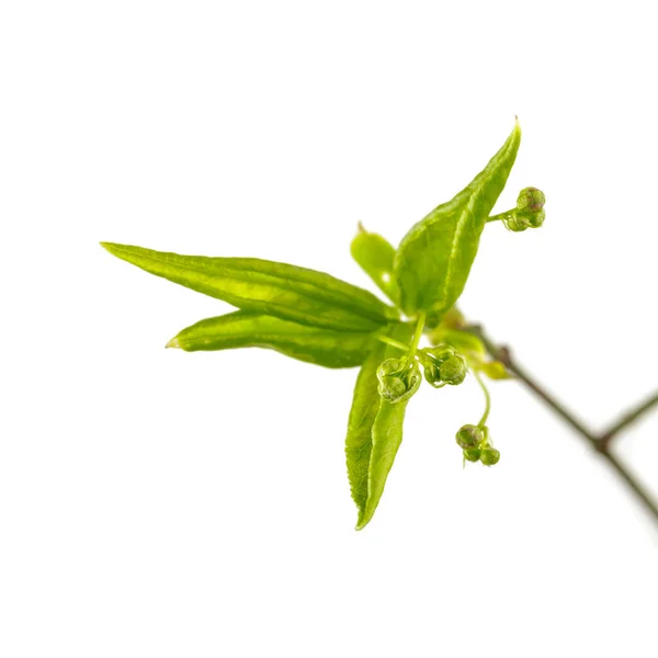 Hojas Brotes Aislados Sobre Fondo Blanco Brotes Crecimiento Primavera Macro —  Fotos de Stock