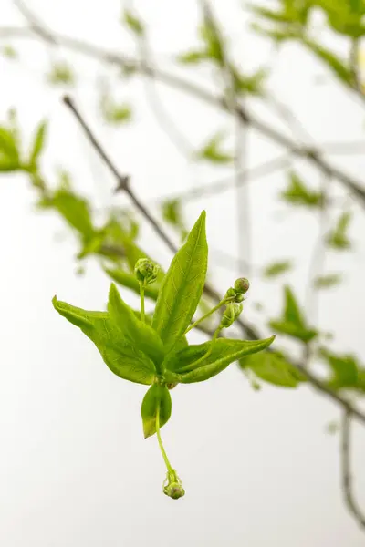 Folhas Botões Isolados Fundo Brilhante Cultivar Botões Primavera Macro — Fotografia de Stock