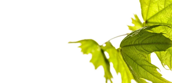 Growing Leaves Isolated White Background Growing Leaves Springtime Macro — Stock Photo, Image