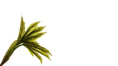 Beyaz arka planda büyüyen yapraklar. İlkbahar. Makro.