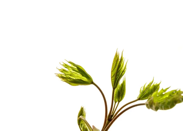 Growing Leaves Isolated White Background Springtime Macro — Stock Photo, Image