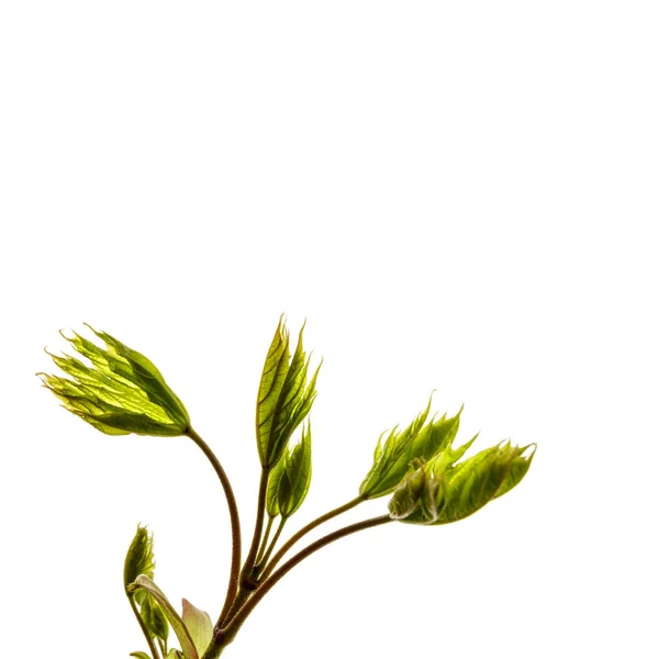 Growing Leaves Isolated White Background Springtime Macro — Stock Photo, Image