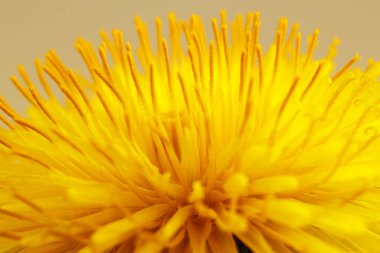 Karahindiba çiçeği kafası. Parlak arkaplanda çiçek açan sarı bir karahindiba. Makro fotoğraf