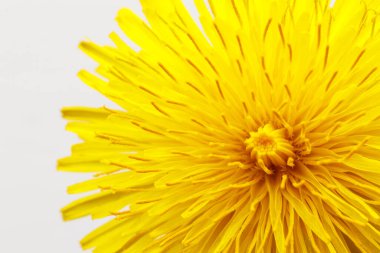 Karahindiba çiçeği kafası. Parlak arkaplanda çiçek açan sarı bir karahindiba. Makro fotoğraf