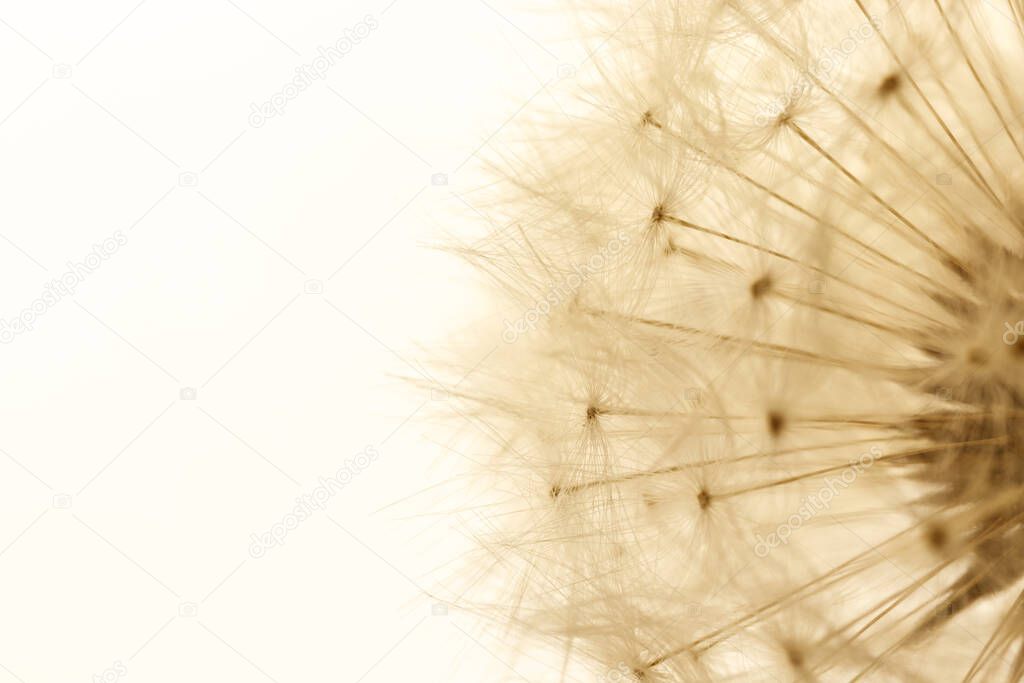 Dandelion flower head. White dandelion on bright background. Macro photo