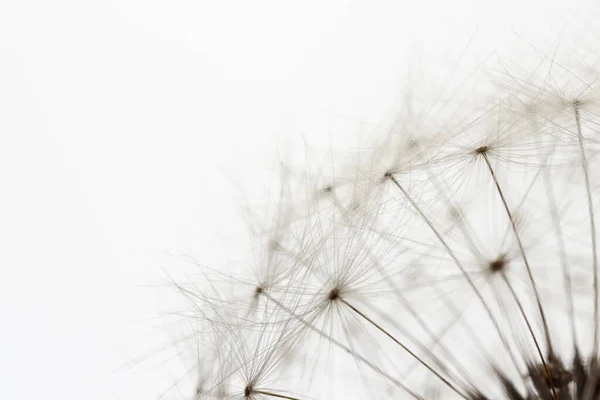 Karahindiba Çiçeği Kafası Parlak Arkaplanda Beyaz Karahindiba Makro Fotoğraf — Stok fotoğraf