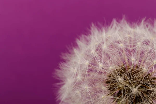 Dandelion flower head. White dandelion on purple background. Macro photo. Detail of plant.