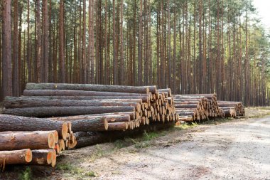 Ağaçlar Kesildi ve Ormana Yığıldı