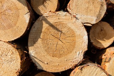 kesilen ağaç güdük günlük doku yığını