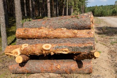 Ağaçlar Kesildi ve Ormana Yığıldı