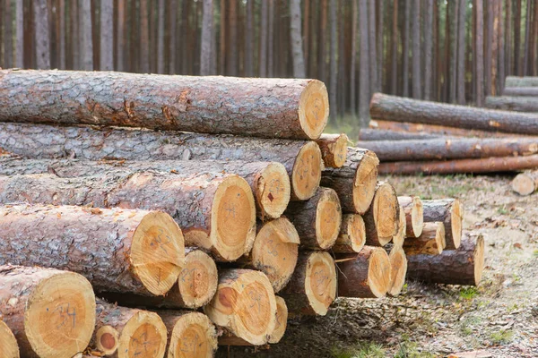 Trees chopped and stacked in forest