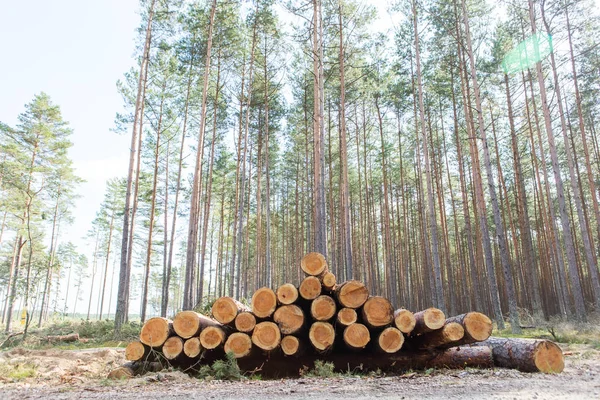 Bomen gekapt en gestapeld in het bos — Stockfoto