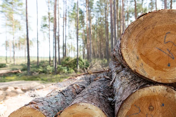 Trees chopped and stacked in forest