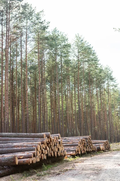 Ağaçlar Kesildi ve Ormana Yığıldı