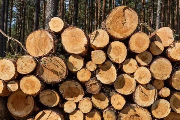 Trees chopped and stacked in forest