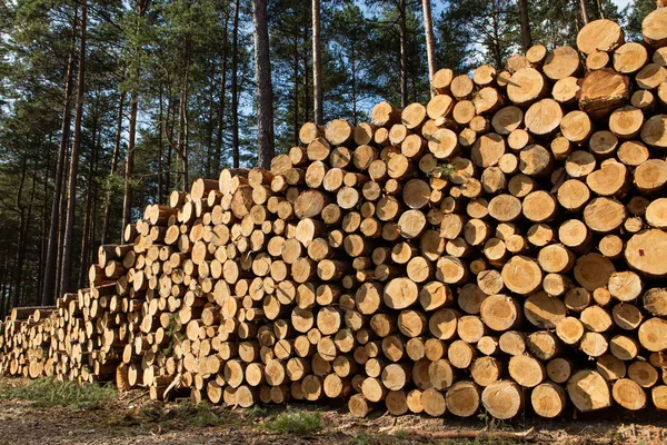 Träd hackade och staplade i skogen — Stockfoto