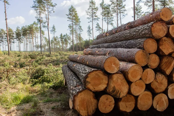 Trees chopped and stacked in forest