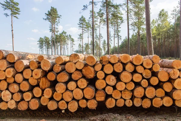 Bomen gekapt en gestapeld in het bos — Stockfoto