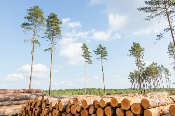 Bomen gekapt en gestapeld in het bos — Stockfoto