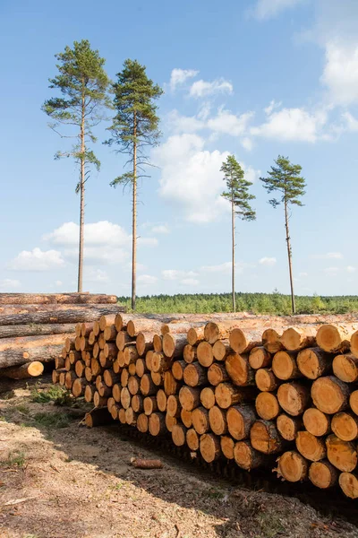 Trees chopped and stacked in forest