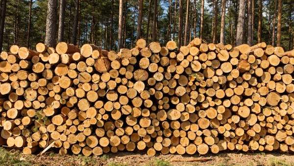 Trees chopped and stacked in forest — Stock Photo, Image
