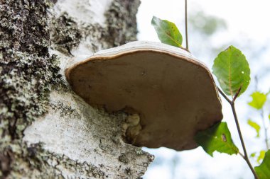 Bazidyumlu mantarlar mantar üzerinde ağaç büyüyen