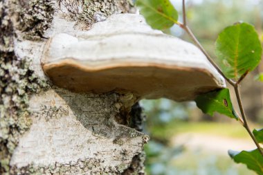 Bazidyumlu mantarlar mantar üzerinde ağaç büyüyen
