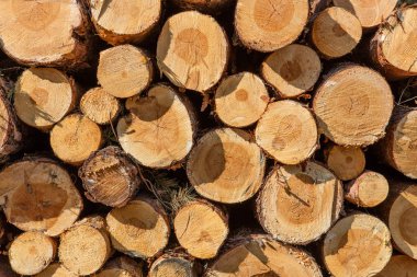 kesilen ağaç güdük günlük doku yığını