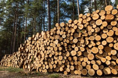 Ağaçlar Kesildi ve Ormana Yığıldı