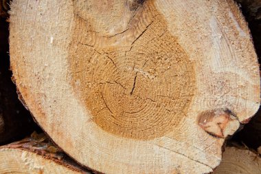 kesilen ağaç güdük günlük doku yığını