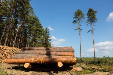 Ağaçlar Kesildi ve Ormana Yığıldı