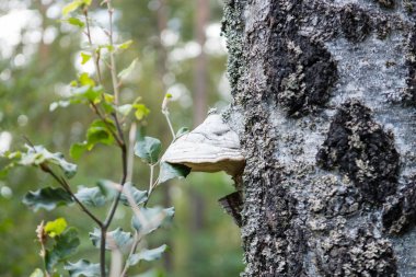 Bazidyumlu mantarlar mantar üzerinde ağaç büyüyen