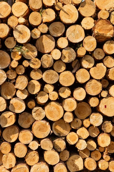 Ein Haufen geschnittenes Holz Baumstumpf log Textur — Stockfoto