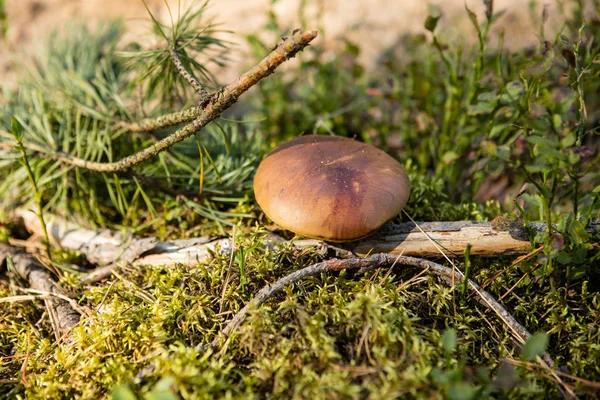 Grevilles póréhagymás pirított vargánya gombával, vagy vörösfenyő Szarvassült vargánya fényellátottságú grevillei — Stock Fotó
