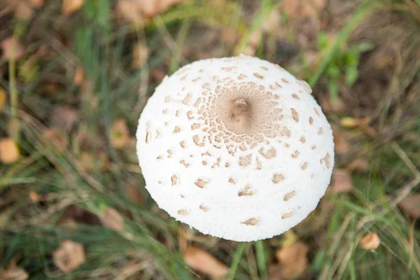 Amanita phalloides, tunnetaan nimellä kuoleman korkki — kuvapankkivalokuva