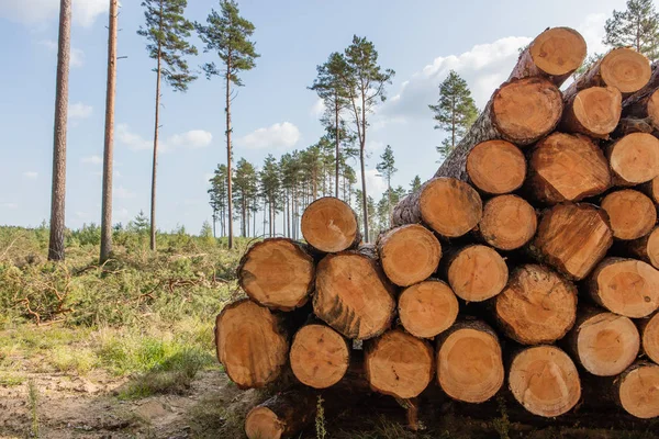 Bomen gekapt en gestapeld in het bos — Stockfoto