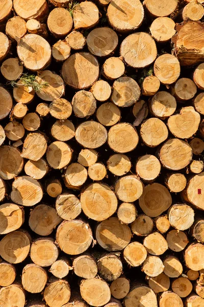 Ein Haufen geschnittenes Holz Baumstumpf log Textur — Stockfoto