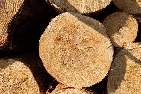 A pile of cut wood stump log texture Royalty Free Stock Images