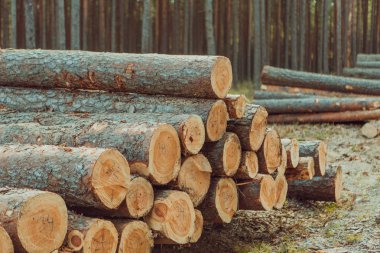 Ağaçlar Kesildi ve Ormana Yığıldı