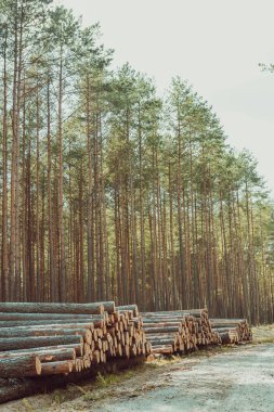 Ağaçlar Kesildi ve Ormana Yığıldı
