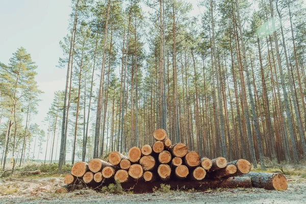 Bomen gekapt en gestapeld in het bos — Stockfoto