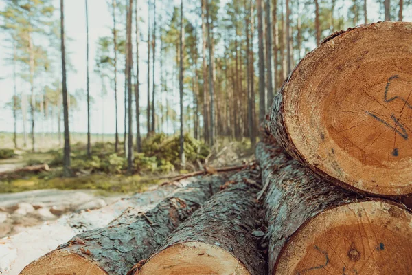 Bomen gekapt en gestapeld in het bos — Stockfoto