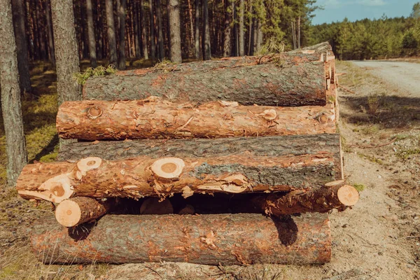 Bomen gekapt en gestapeld in het bos — Stockfoto