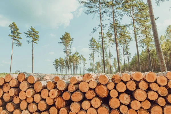 Bomen gekapt en gestapeld in het bos — Stockfoto