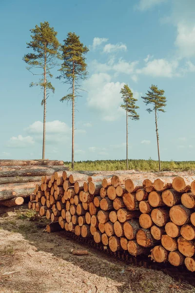 Bomen gekapt en gestapeld in het bos — Stockfoto